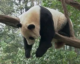 轻井泽夫人